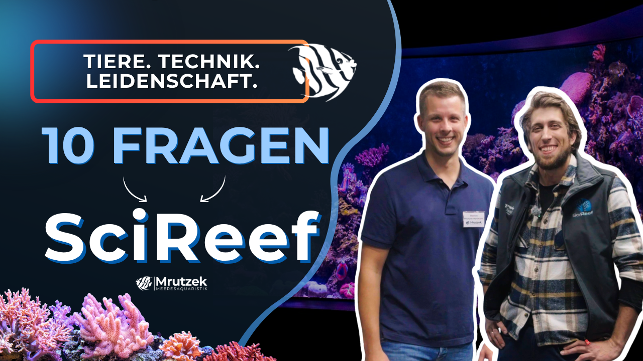 Meeresaquaristik News: Youtube: 10 Fragen an... Samuel Nietzer (SciReef) Meeresaquaristik News: Youtube: 10 Fragen an... Samuel Nietzer (SciReef)