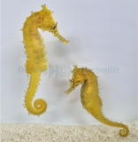 Hippocampus barbouri ( DNZ 2011)