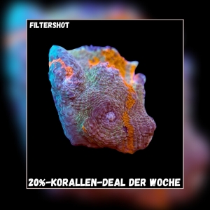 Meeresaquaristik News: 20%-Korallen-Deal der Woche