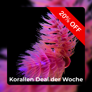 20% Coral deal of the week