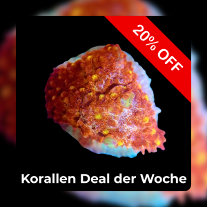 20% Coral deal of the week
