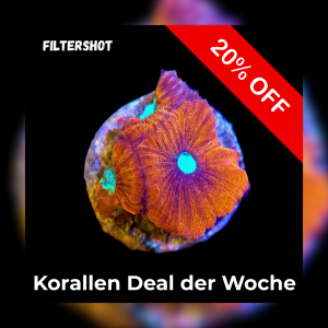 Meeresaquaristik News: 20%-Korallen-Deal der Woche