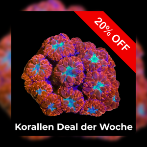 Meeresaquaristik News: 20%-Korallen-Deal der Woche