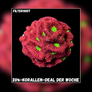 Meeresaquaristik News: 20% Coral deal of the week