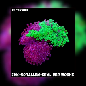Meeresaquaristik News: 20%-Korallen-Deal der Woche Meeresaquaristik News: 20%-Korallen-Deal der Woche