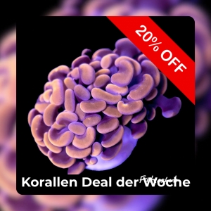 Meeresaquaristik News: 20%-Korallen-Deal der Woche Meeresaquaristik News: 20%-Korallen-Deal der Woche