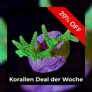 20% Coral deal of the week