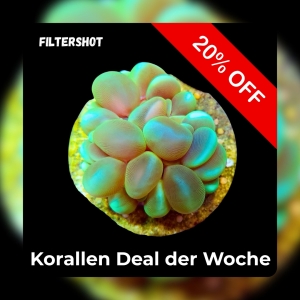 Meeresaquaristik News: 20% Coral deal of the week