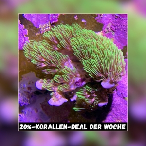 20% Coral deal of the week