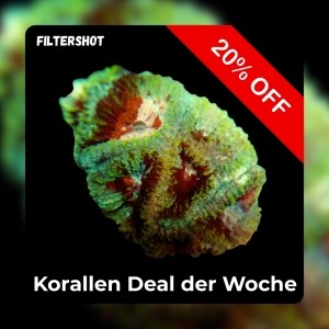 Meeresaquaristik News: 20%-Korallen-Deal der Woche Meeresaquaristik News: 20%-Korallen-Deal der Woche