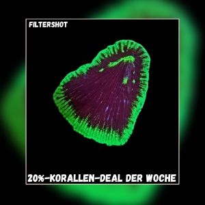 Meeresaquaristik News: 20%-Korallen-Deal der Woche