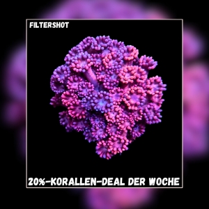 Meeresaquaristik News: 20%-Korallen-Deal der Woche Meeresaquaristik News: 20%-Korallen-Deal der Woche