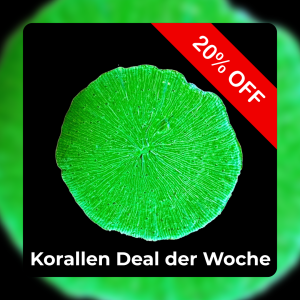 Meeresaquaristik News: 20%-Korallen-Deal der Woche Meeresaquaristik News: 20%-Korallen-Deal der Woche