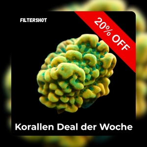 20% Coral deal of the week