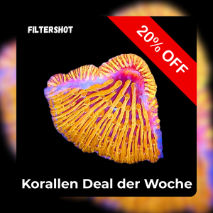 Meeresaquaristik News: 20%-Korallen-Deal der Woche