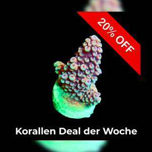 20% Coral deal of the week
