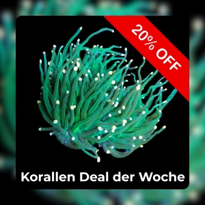20% Coral deal of the week