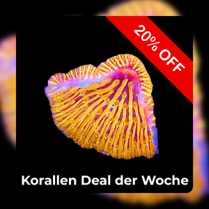 20% Coral deal of the week