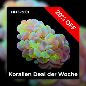 Meeresaquaristik News: 20%-Korallen-Deal der Woche Meeresaquaristik News: 20%-Korallen-Deal der Woche