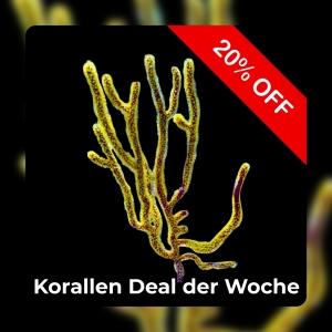 20% Coral deal of the week