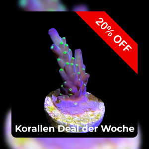 Meeresaquaristik News: 20%-Korallen-Deal der Woche Meeresaquaristik News: 20%-Korallen-Deal der Woche