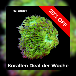 Meeresaquaristik News: 20% Coral deal of the week Meeresaquaristik News: 20% Coral deal of the week