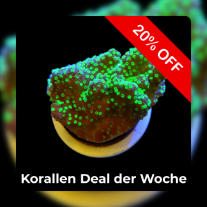 20% Coral deal of the week