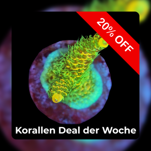 Meeresaquaristik News: 20%-Korallen-Deal der Woche