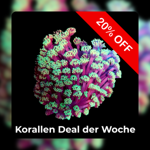 20% Coral deal of the week