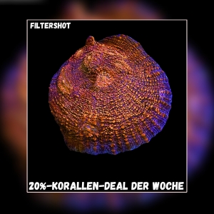 Meeresaquaristik News: 20%-Korallen-Deal der Woche