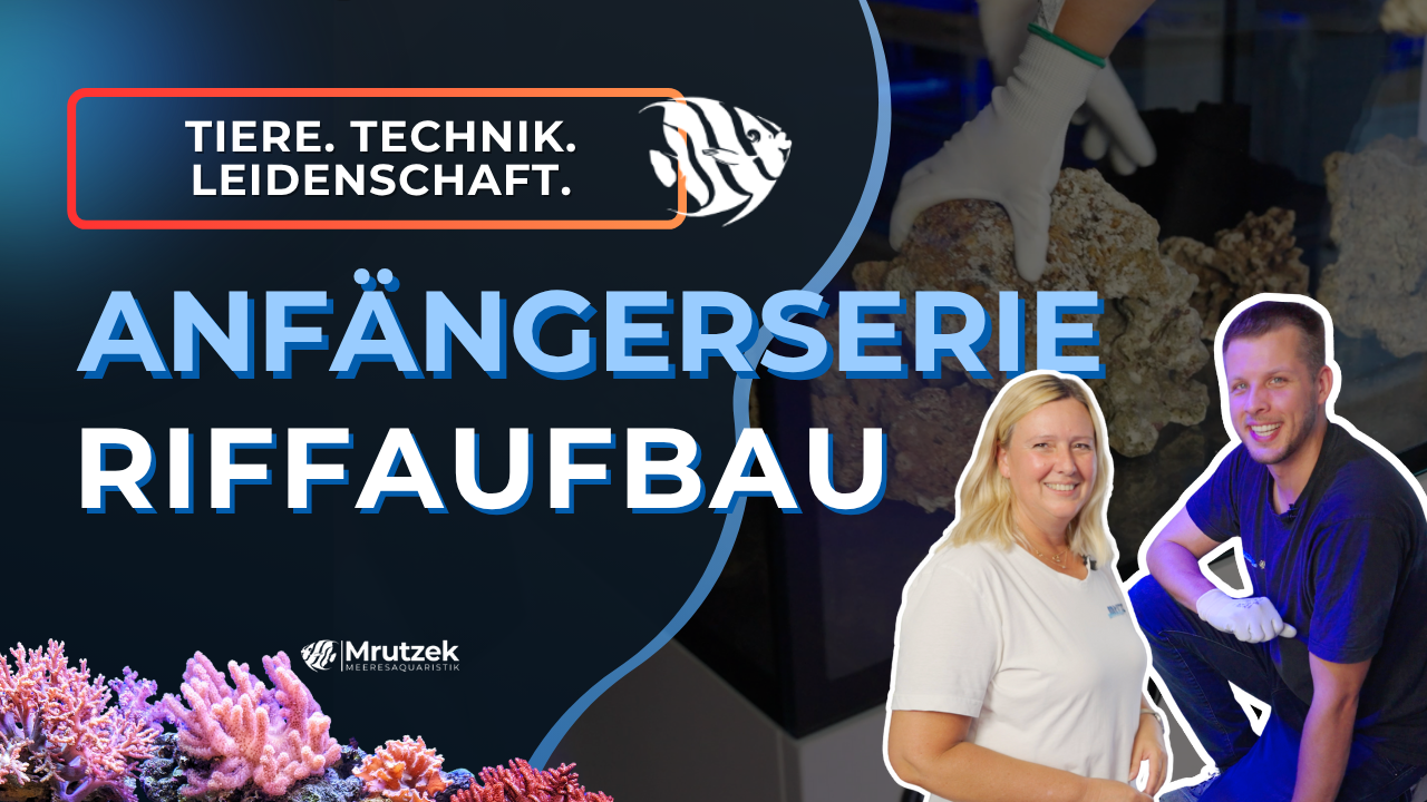 Meeresaquaristik News: YouTube: Riffaufbau in der Anfängerserie