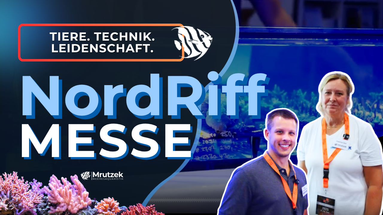 Meeresaquaristik News: Youtube: NordRiff Messe 2025