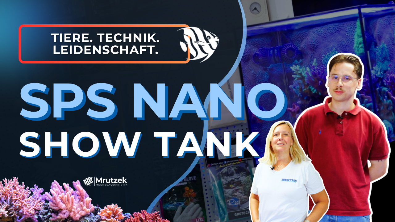 Meeresaquaristik News: YouTube: Nano SPS display tank – presented by Luca!