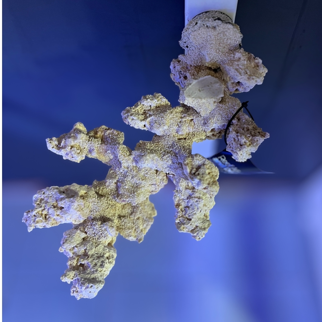 Meeresaquaristik News: NEU: Floating Reef Rocks