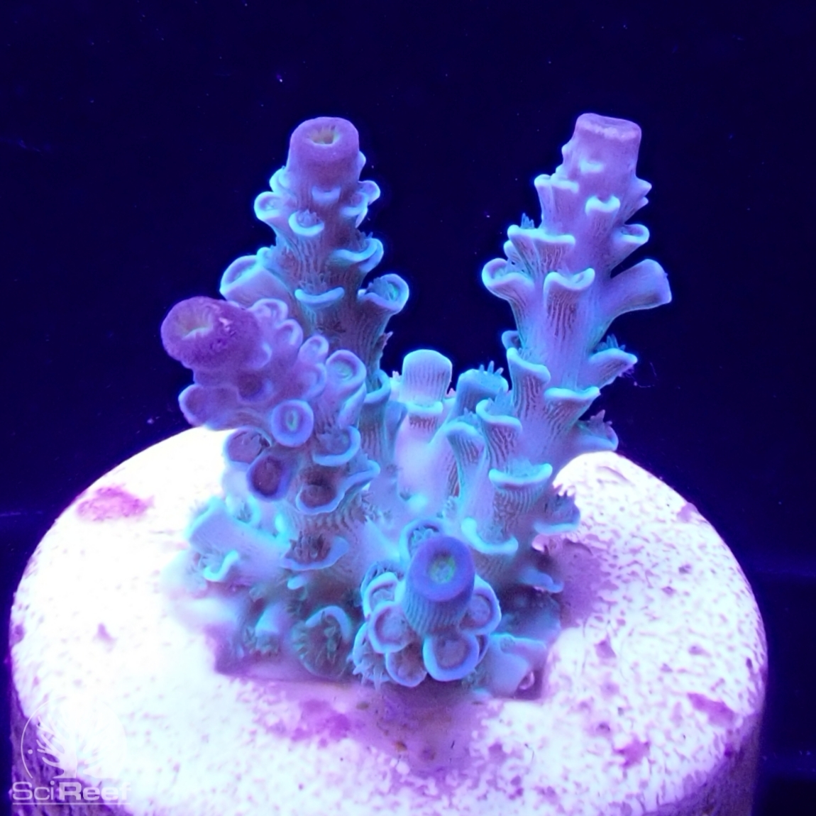 SciReef corals - sexually reproduced offspring
