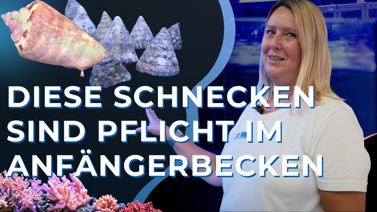 YouTube: Die ersten Bewohner ziehen in unser Anfängeraquarium!