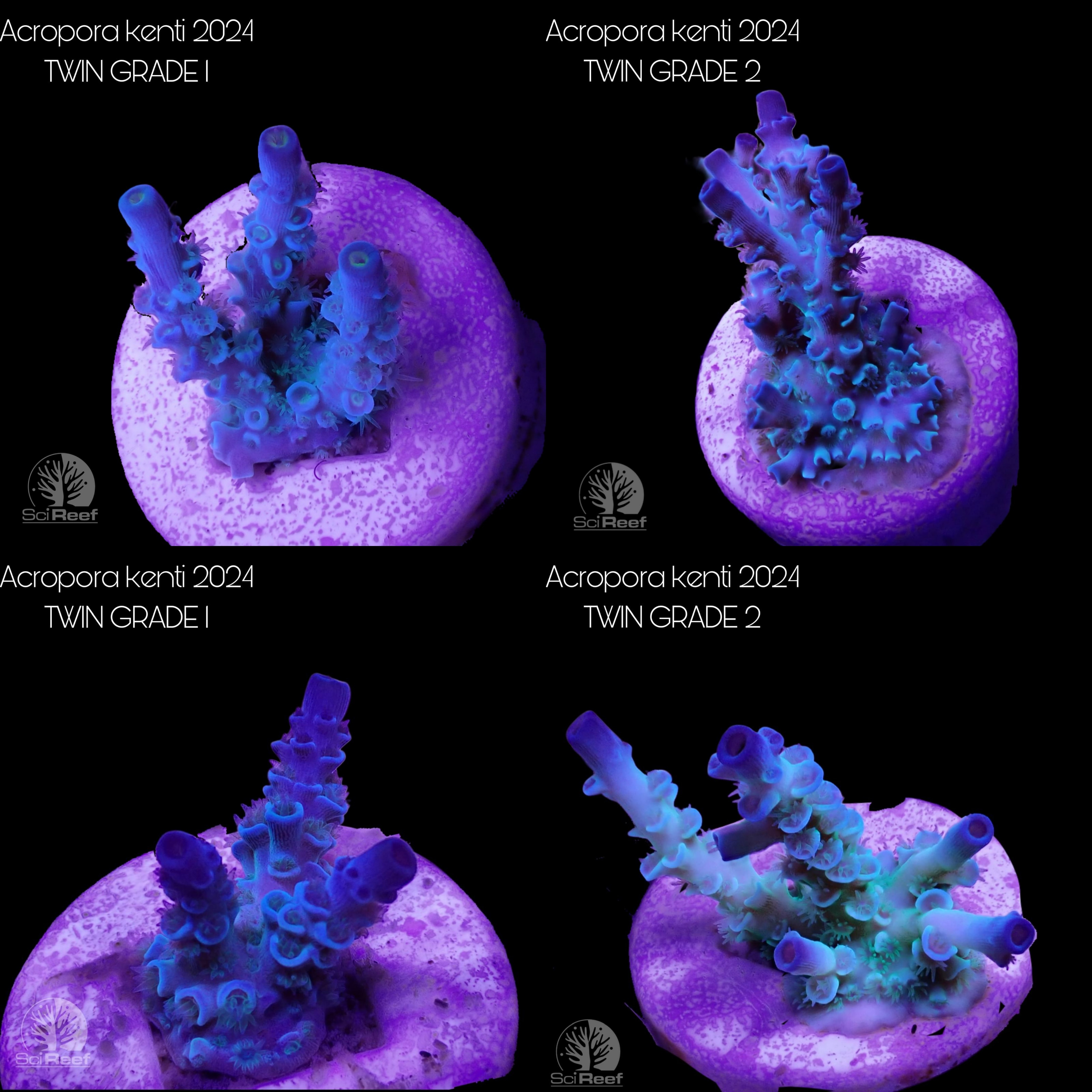 NEW: SciReef Acropora kenti TWIN