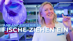 Meeresaquaristik News: Die ersten Fische ziehen ein! Meeresaquaristik News: Die ersten Fische ziehen ein!
