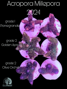 NEW: Acropora millepora SciReef (WYSIWYG)