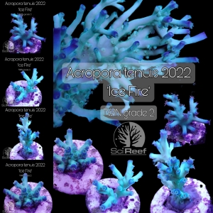 NEW: ICE FIRE tenuis SciReef
