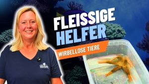 Meeresaquaristik News: YouTube: Fleißige Helfer für dein Aquarium Teil 2 Meeresaquaristik News: YouTube: Fleißige Helfer für dein Aquarium Teil 2