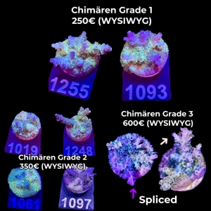 New: Acropora kenti twin CHIMÄREN von SciReef (WYSIWYG)