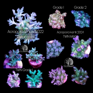 Meeresaquaristik News: NEUHEITEN von SciReef