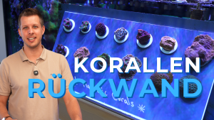 Meeresaquaristik News: YouTube: Rückwand-Gestaltung Meeresaquaristik News: YouTube: Rückwand-Gestaltung