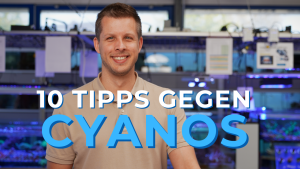 Meeresaquaristik News: YouTube: 10 Tipps gegen Cyanos Meeresaquaristik News: YouTube: 10 Tipps gegen Cyanos