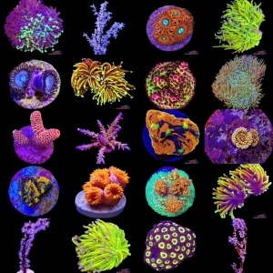 Corals Update