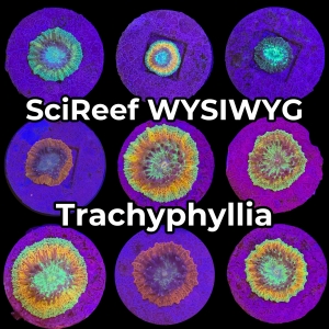 NEW: SciReef Trachyphyllia (WYSIWYG)