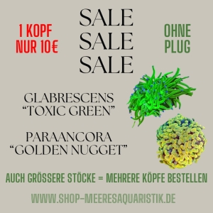 Meeresaquaristik News: Sale