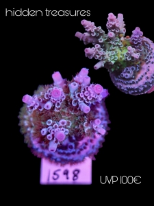 Meeresaquaristik News: SciReef Hidden Treasures Meeresaquaristik News: SciReef Hidden Treasures