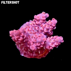 MM Acropora sp. pinkish #1155